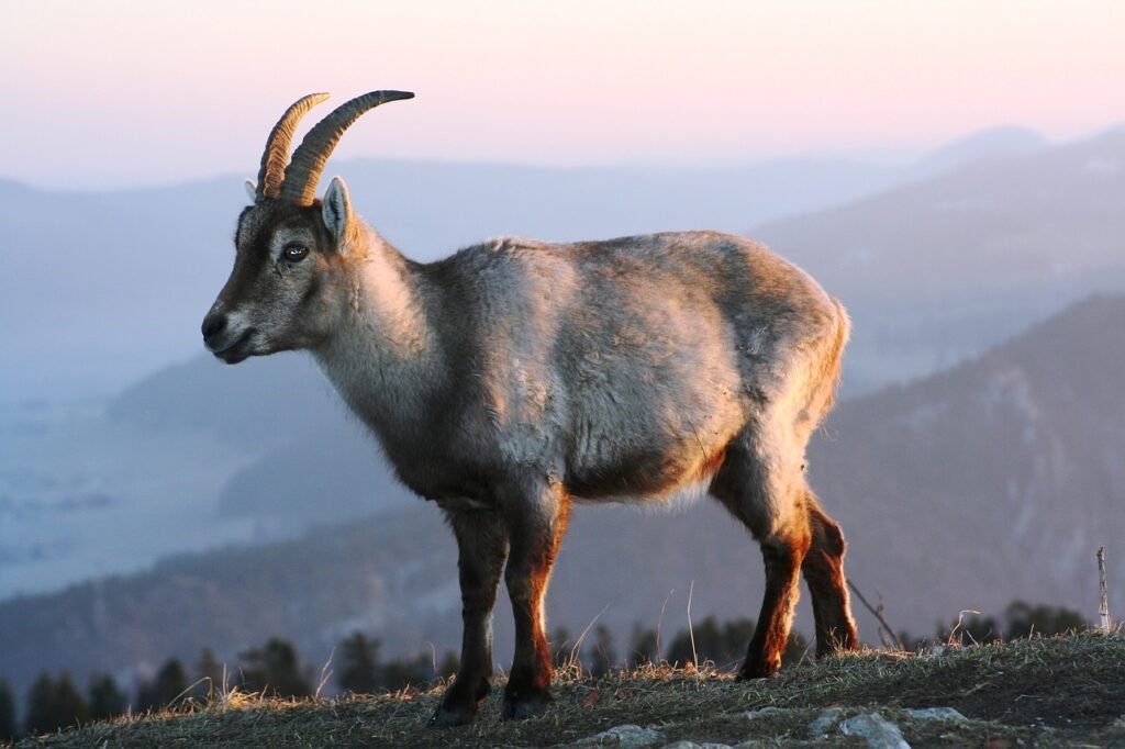 hidden gems in Switzerland: wildlife